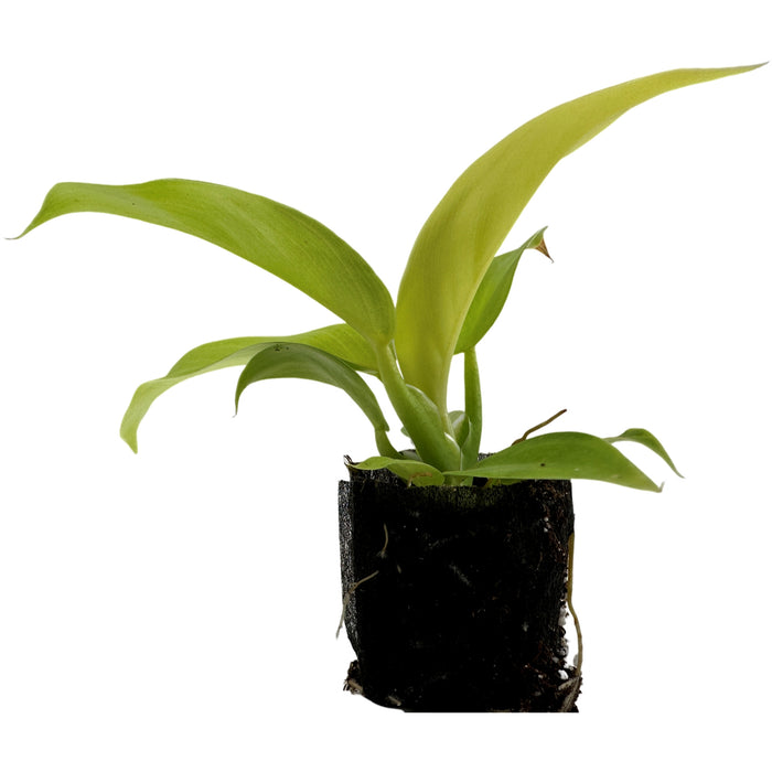 Philodendron Moonlight Starter Plant/4" Grower Pot