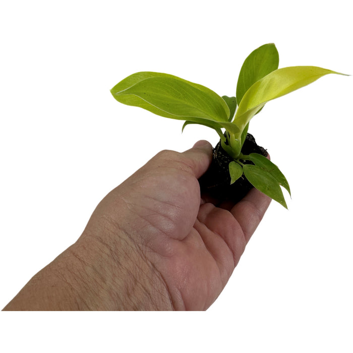 Philodendron Moonlight Starter Plant/4" Grower Pot