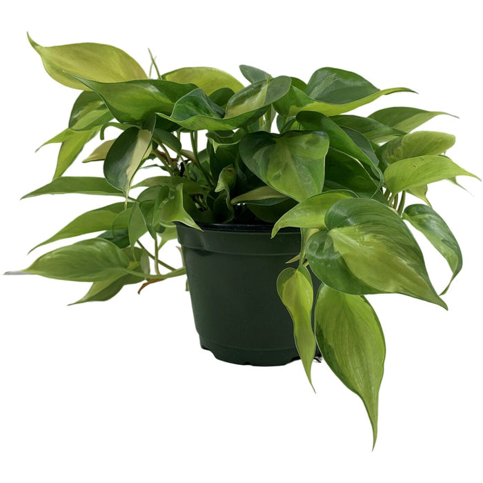 Philodendron Brasil 6" Grower Pot