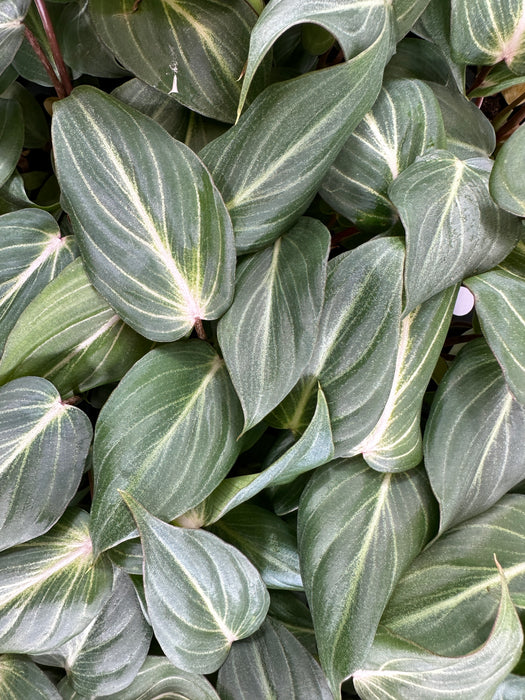Philodendron Glorosum Dark Form- Starter Plant/4" Grower pot