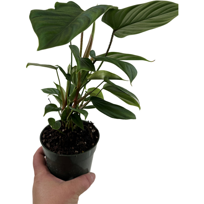Philodendron Fuzzy Petiole -Starter Plant or 4" Grower Pot