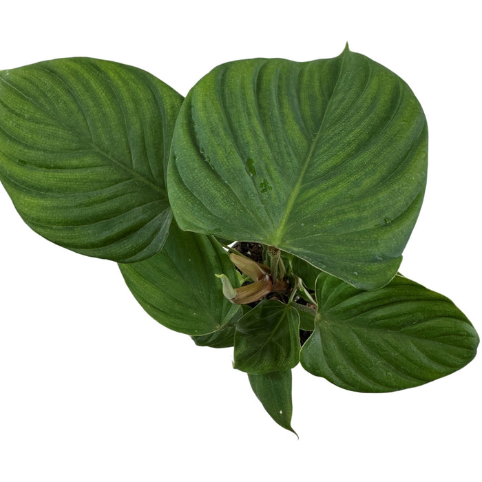 Philodendron Fuzzy Petiole -Starter Plant or 4" Grower Pot