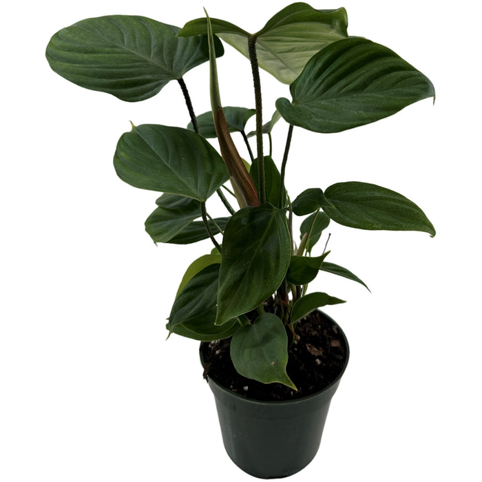 Philodendron Fuzzy Petiole -Starter Plant or 4" Grower Pot