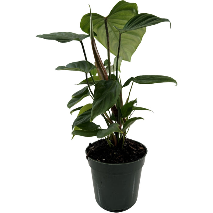 Philodendron Fuzzy Petiole -Starter Plant or 4" Grower Pot