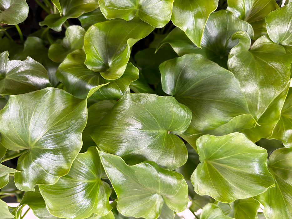 Philodendron Lickety Split- Starter Plant or 4" Grower Pot