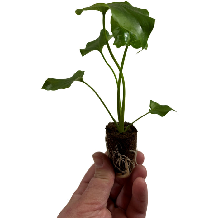 Philodendron Lickety Split- Starter Plant or 4" Grower Pot