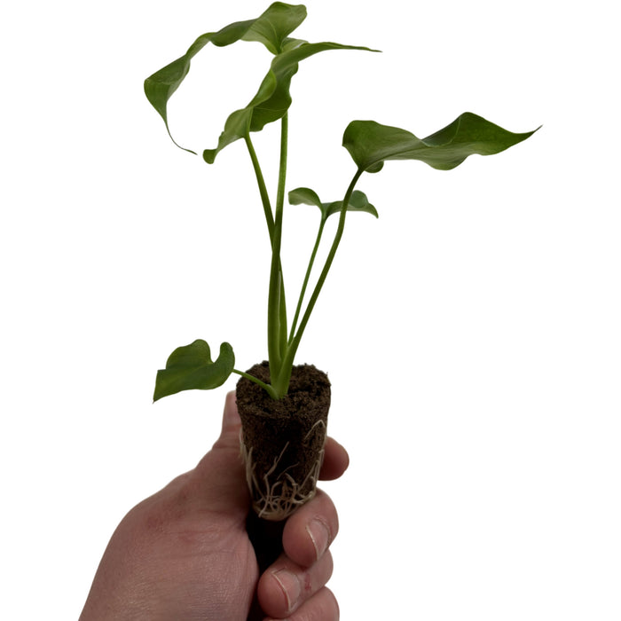 Philodendron Lickety Split- Starter Plant or 4" Grower Pot
