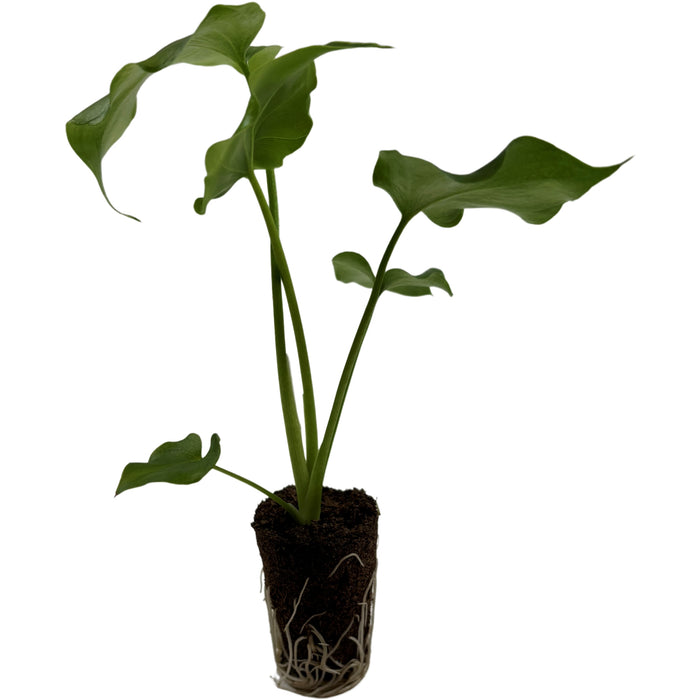 Philodendron Lickety Split- Starter Plant or 4" Grower Pot