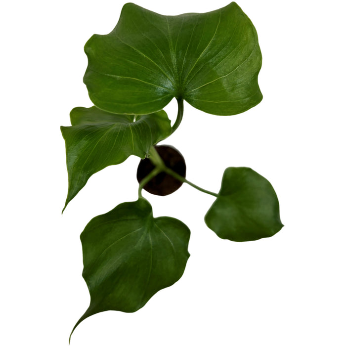Philodendron Lickety Split- Starter Plant or 4" Grower Pot