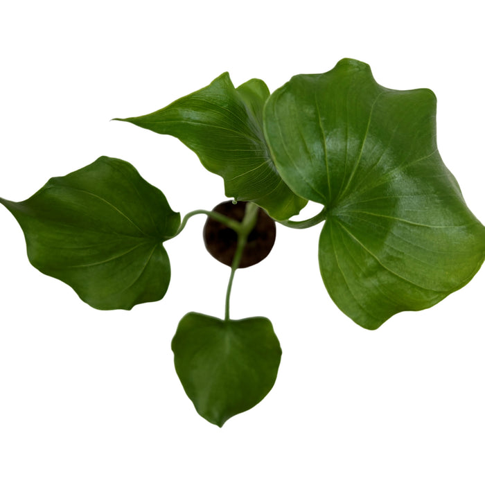 Philodendron Lickety Split- Starter Plant or 4" Grower Pot