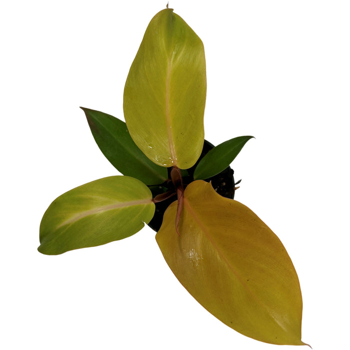 Philodendron McColley's Finale Starter Plant / 4" Grower Pot