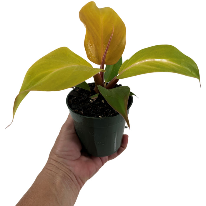 Philodendron McColley's Finale Starter Plant / 4" Grower Pot