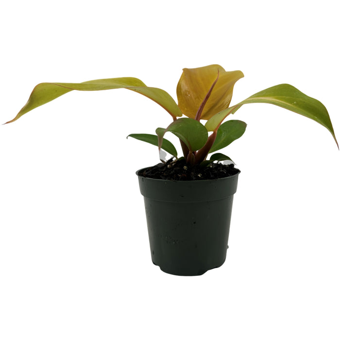 Philodendron McColley's Finale Starter Plant / 4" Grower Pot