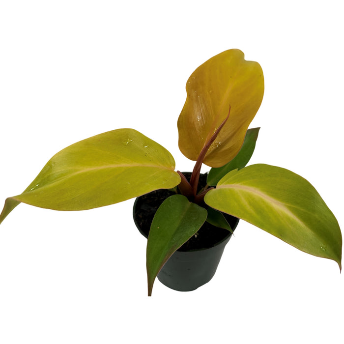 Philodendron McColley's Finale Starter Plant / 4" Grower Pot