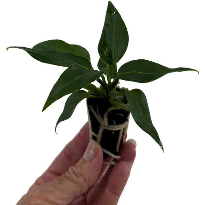 Anthurium Plowmanni Starter Plant or 4" Grower Pot