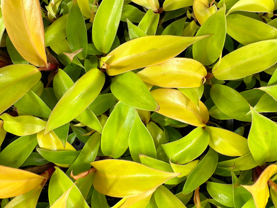 Philodendron Prince of Orange - Starter Plant/4"Grower Pot