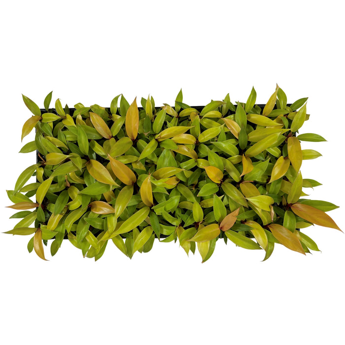 Philodendron Prince of Orange - Starter Plant/4"Grower Pot