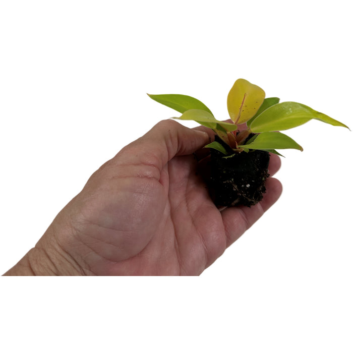 Philodendron Prince of Orange - Starter Plant/4"Grower Pot