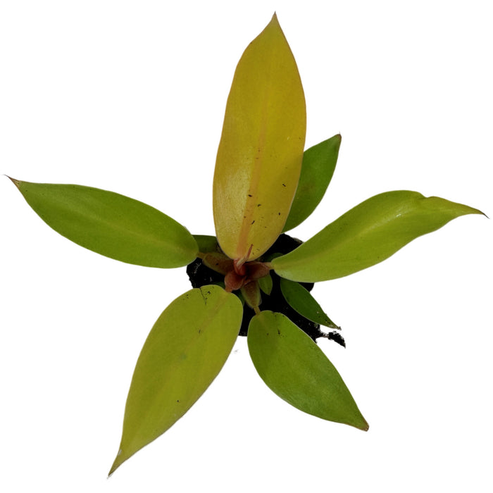 Philodendron Prince of Orange - Starter Plant/4"Grower Pot