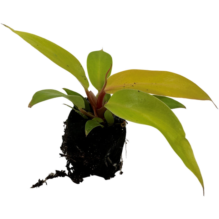 Philodendron Prince of Orange - Starter Plant/4"Grower Pot