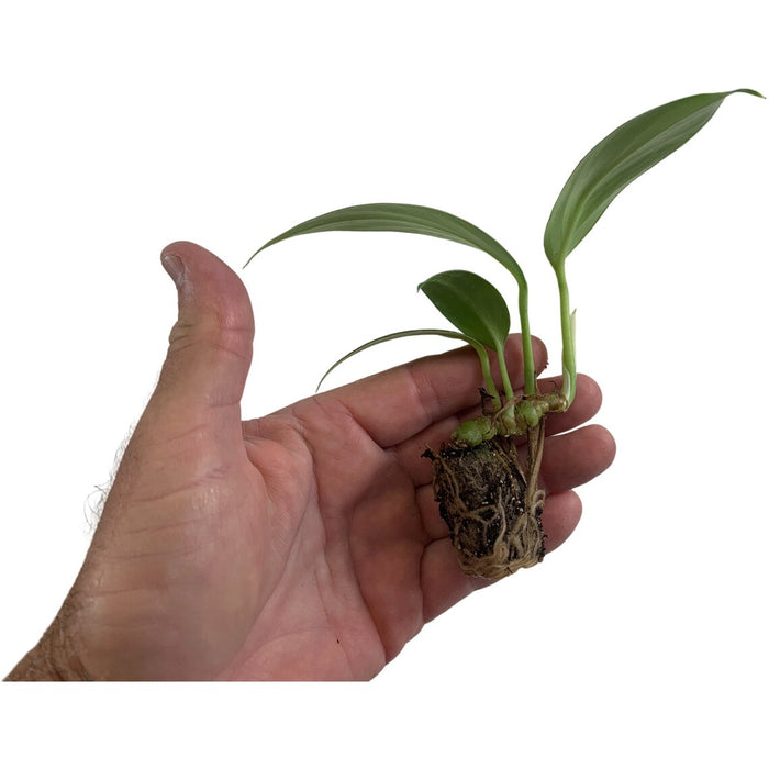 Rhaphidophora Dragon Tail Starter Plant or 4" Grower Pot or 6" Grower Pot