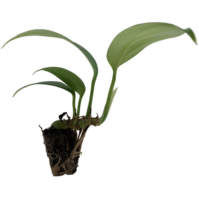 Rhaphidophora Dragon Tail Starter Plant or 4" Grower Pot or 6" Grower Pot