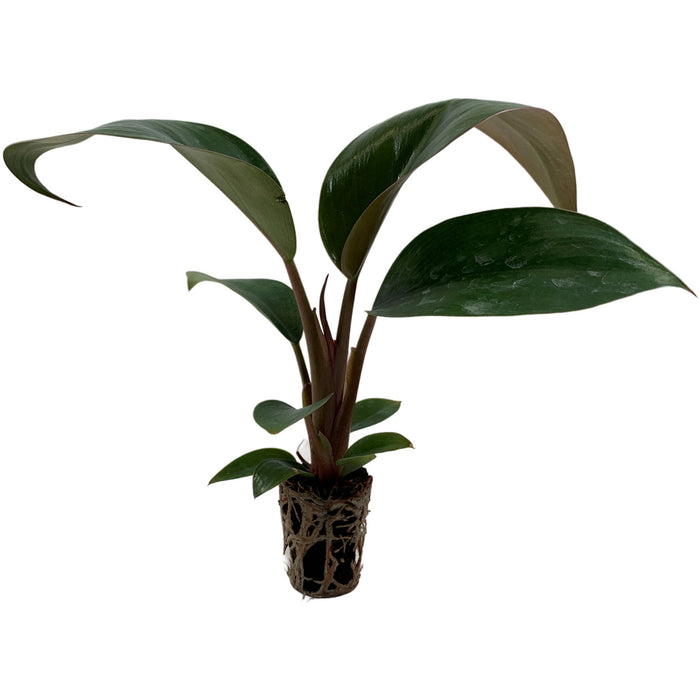Philodendron Tatei "Rojo Congo" Starter Plant/4" Grower Pot