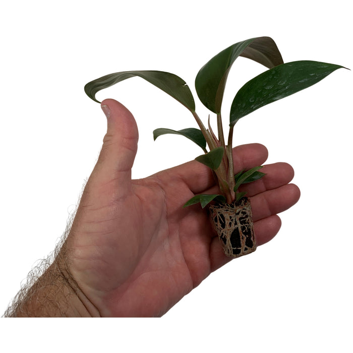 Philodendron Tatei "Rojo Congo" Starter Plant/4" Grower Pot