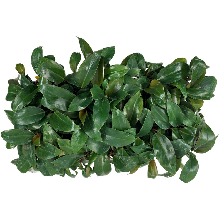 Philodendron Tatei "Rojo Congo" Starter Plant/4" Grower Pot