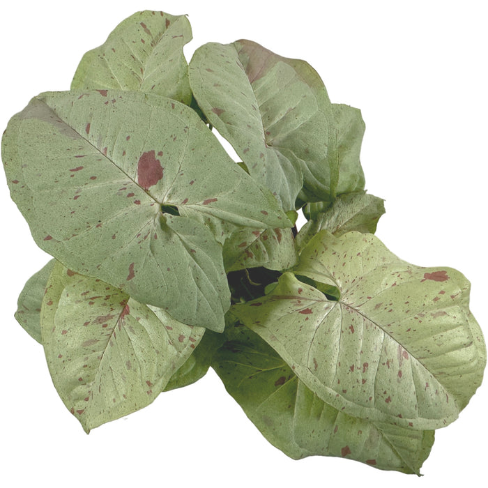 Syngonium Podophyllum"Milk Confetti"-Starter Plant/4" Grower Pot