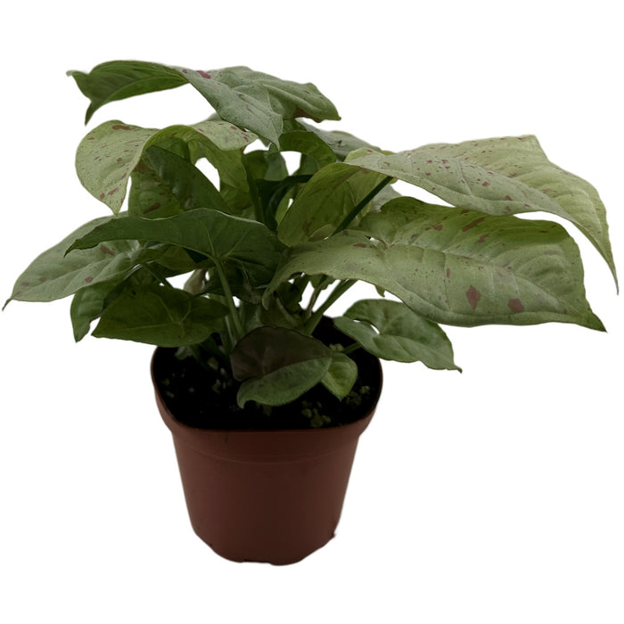 Syngonium Podophyllum"Milk Confetti"-Starter Plant/4" Grower Pot