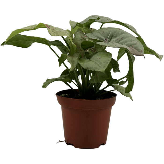 Syngonium Podophyllum"Milk Confetti"-Starter Plant/4" Grower Pot