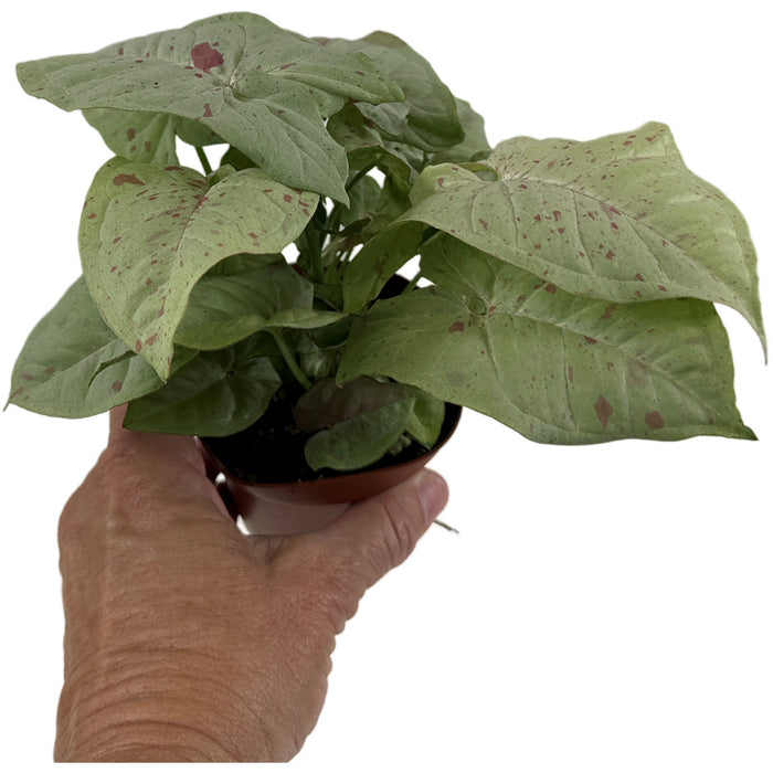 Syngonium Podophyllum"Milk Confetti"-Starter Plant/4" Grower Pot