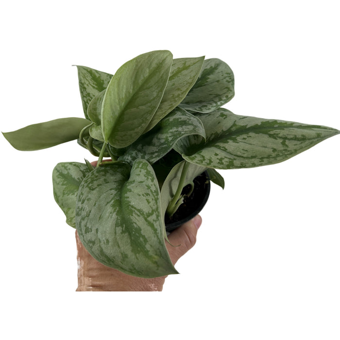 Silver Satin Scindapsus 4" Grower Pot