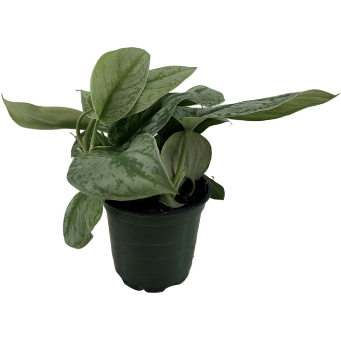 Silver Satin Scindapsus 4" Grower Pot