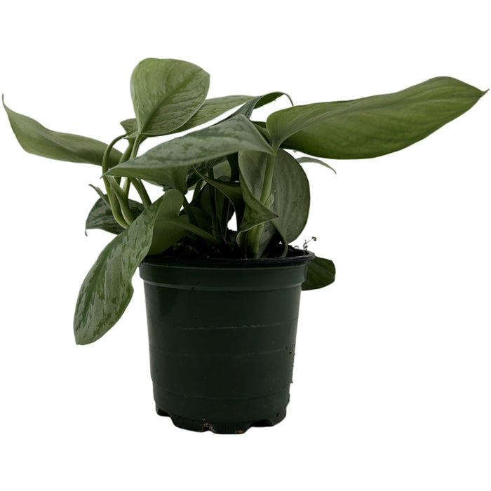 Silver Satin Scindapsus 4" Grower Pot
