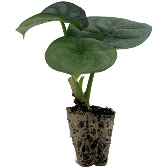 Alocasia Silver Dragon Baginda