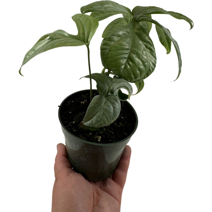 Monstera Silver Spiderman - Starter Plant/4" Grower Pot