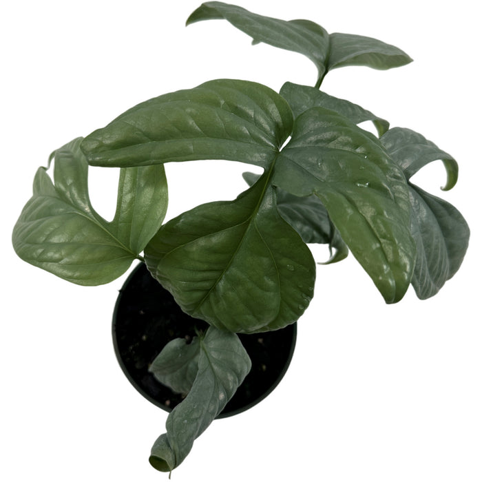 Monstera Silver Spiderman - Starter Plant/4" Grower Pot