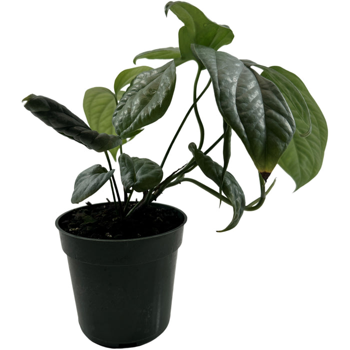 Monstera Silver Spiderman - Starter Plant/4" Grower Pot