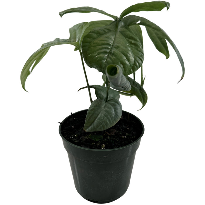 Monstera Silver Spiderman - Starter Plant/4" Grower Pot