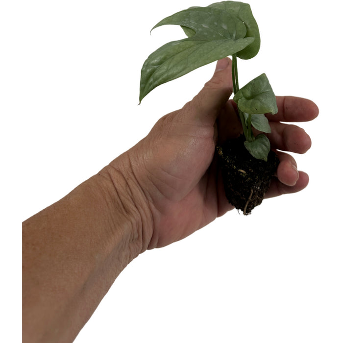 Monstera Silver Spiderman - Starter Plant/4" Grower Pot