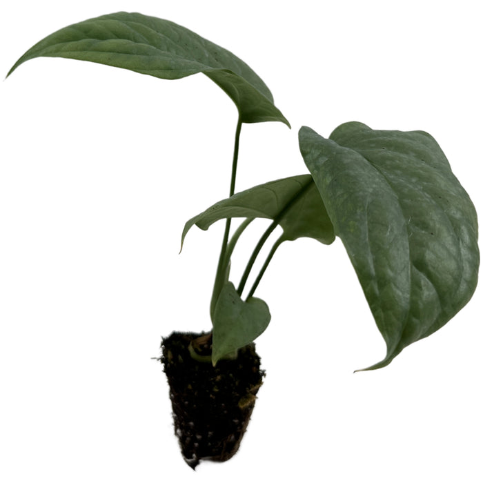 Monstera Silver Spiderman - Starter Plant/4" Grower Pot