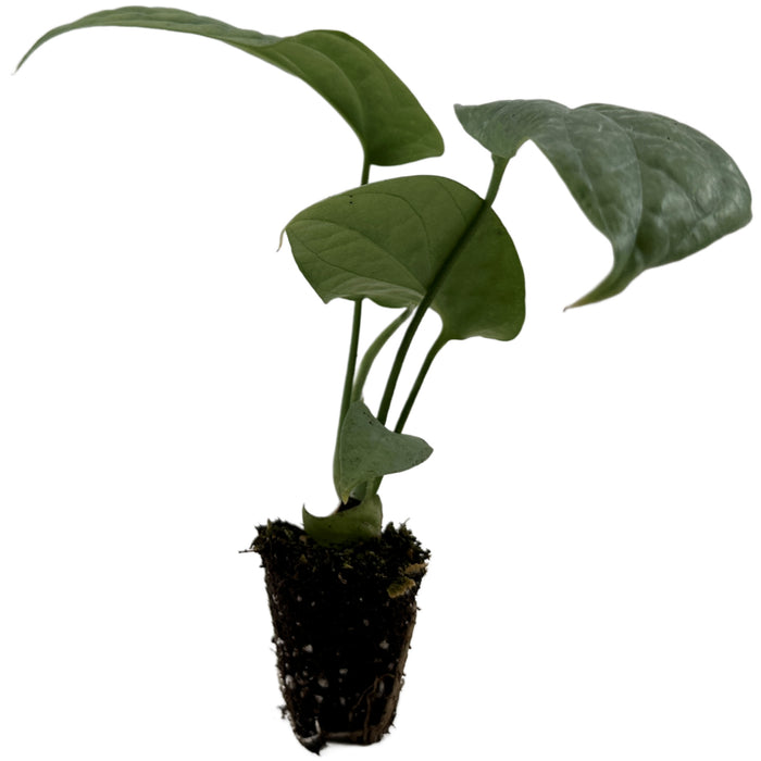 Monstera Silver Spiderman - Starter Plant/4" Grower Pot