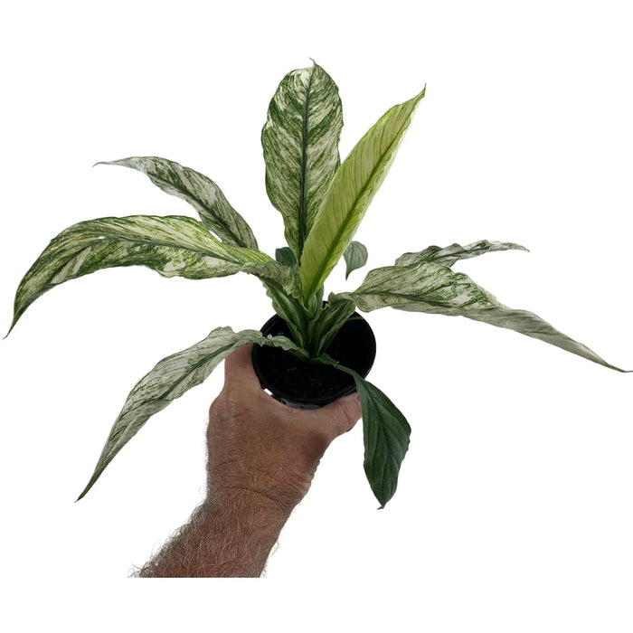 Spathiphyllum Jessica-4" Grower Pot