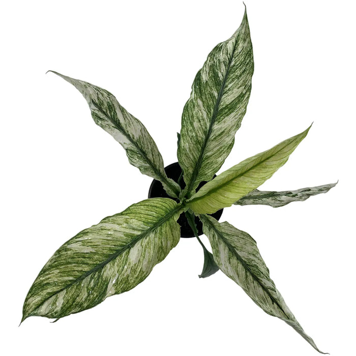 Spathiphyllum Jessica-4" Grower Pot