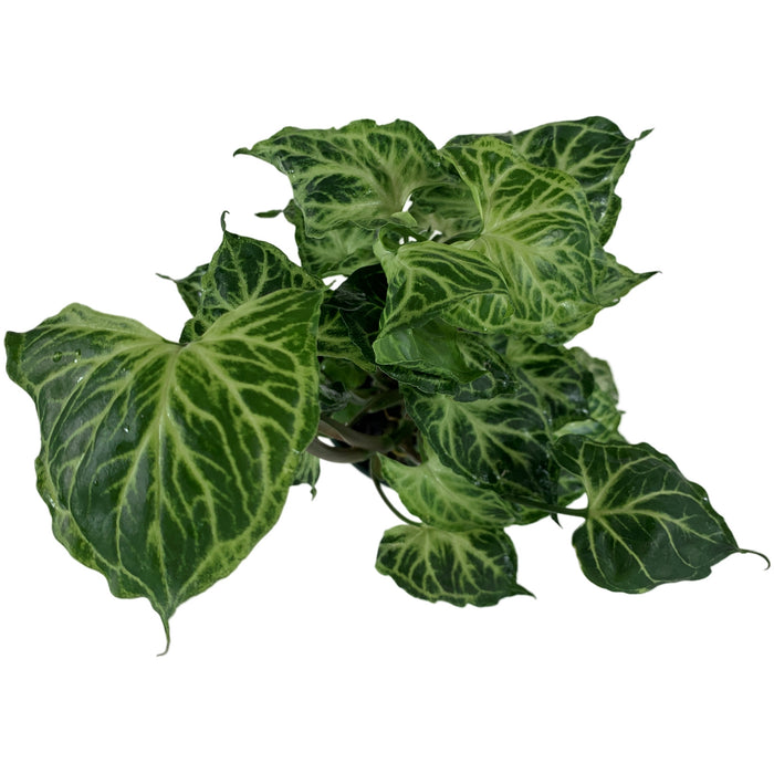 Syngonium Batik Starter Plant or 4" Grower Pot