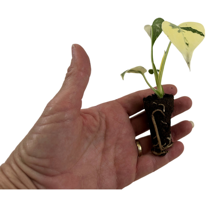 Monstera Thai Constellation Starter Plant /4" Grower Pot