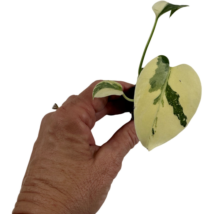 Monstera Thai Constellation Starter Plant /4" Grower Pot