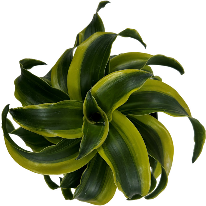 Dracaena Tornado 6" Grower Pot